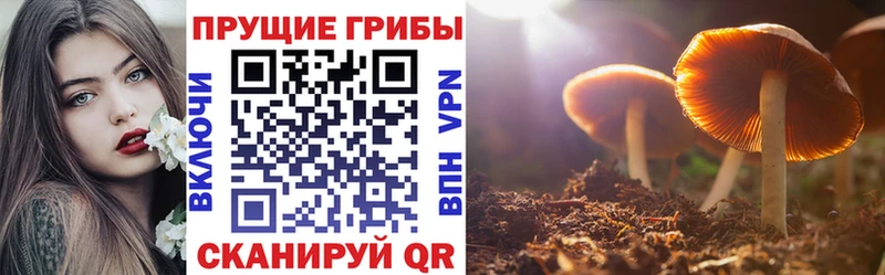 где купить   Магас  Галлюциногенные грибы Cubensis 